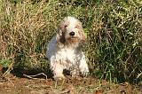 PTIT BASSET GRIFFON V.  032
